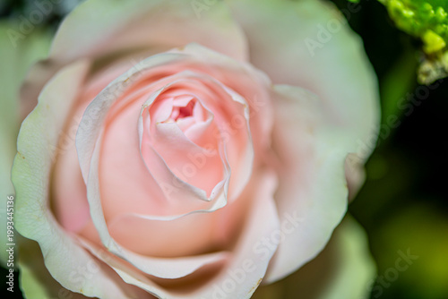 Soft Pink Rose Macro with Delicate Petals and Natural Light