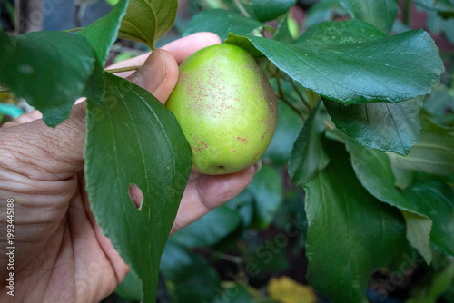 An Indian Jujube or Indian Plum fruit Ziziphus mauritiana, hanging on its tree