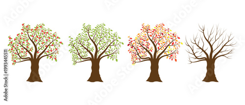 Tree displaying changes through four seasons spring summer autumn winter.