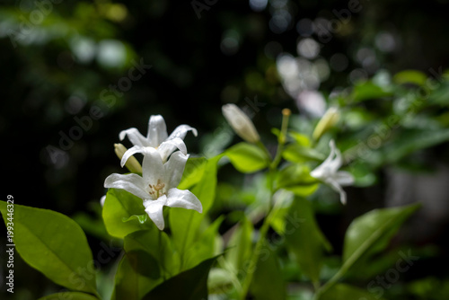 Bunga Kemuning, Orange Jasmineor Murraya paniculata, an evergreen shrub with fragrant white flowers