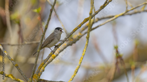 Eurasian Blackcap (Sylvia atricapilla) Singing