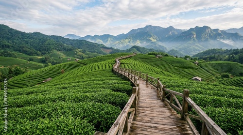 Wooden Walkway Through Lush Green Tea Plantations on Rolling Hills with Mountains