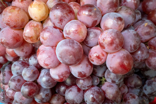 Close up of ripe red grapes, Vitis vinifera, hanging on its tree branch