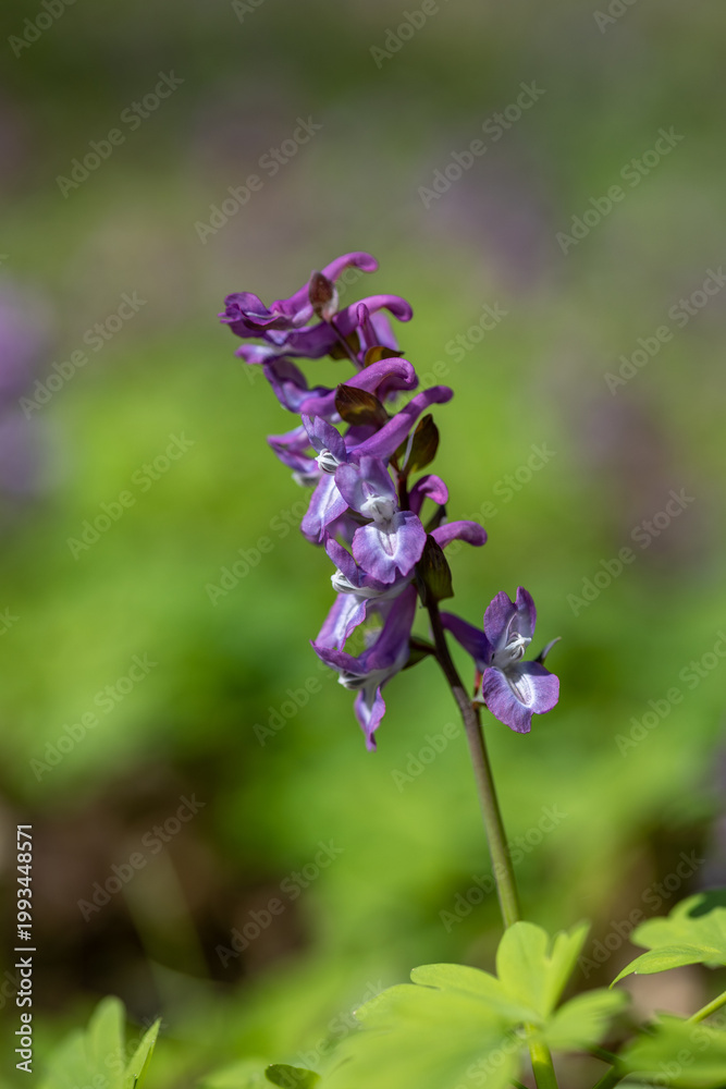 Obraz premium Flowering meadow in the spring forest