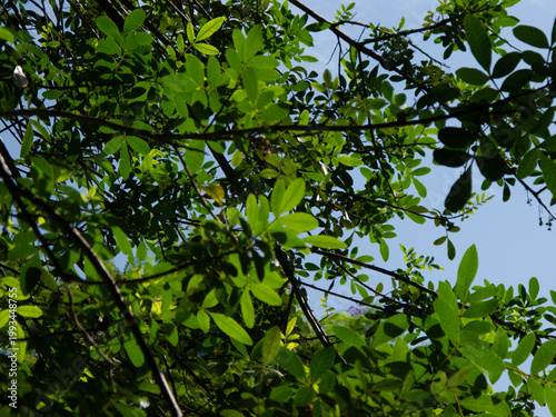 green leaves and sky