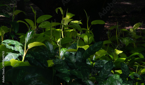 green leaves in the garden