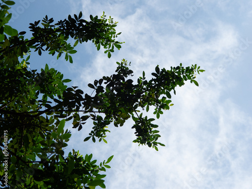 sky and tree