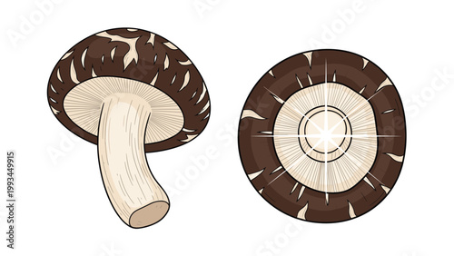 Pair of shiitake mushrooms showing both side and bottom gill views isolated on a white background for culinary and nature designs.