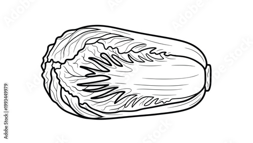 Detailed black and white line art illustration of a napa cabbage vegetable shown from a side perspective on a clean white background.