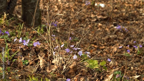 Wild purple Hepatica nobilis flowers bloom on a forest floor covered in dry brown leaves. Warm sunlight highlights the delicate petals in this peaceful early spring close up scene. 