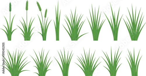 Green grass plants on transparent background.