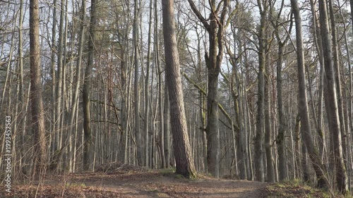 Sunlight shines through tall bare trees at a forest path fork on a hill. The ground is covered in dry brown leaves, highlighting the natural textures of an early spring morning or evening in the wild.