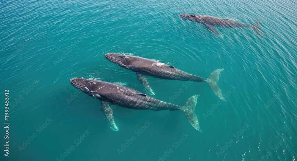 Fototapeta premium Three gray whales swim gracefully in a turquoise ocean. The whales are moving through the water, and their massive bodies are visible against the clear blue background.