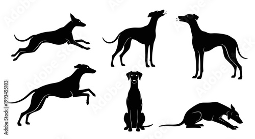 Set of Greyhound Dog Silhouettes in Various Poses