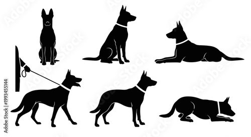 Set of Black Silhouettes of Belgian Malinois Dogs in Various Poses