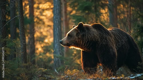 Grizzly Bear Roaring in Golden Morning Light in Forest