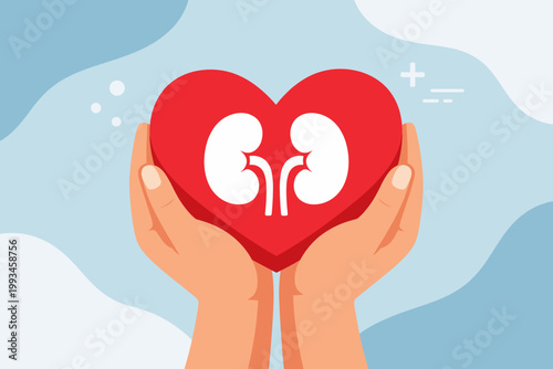 World Kidney Day Concept with Human Hands Holding a Red Heart Shape and White Kidney Icon. Medical Illustration for Kidney Health Awareness, Organ Donation, and Healthcare Support. Flat Vector.