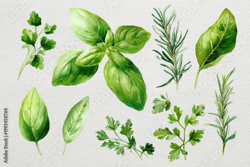Soft watercolor illustration of culinary herbs featuring basil, thyme, and rosemary