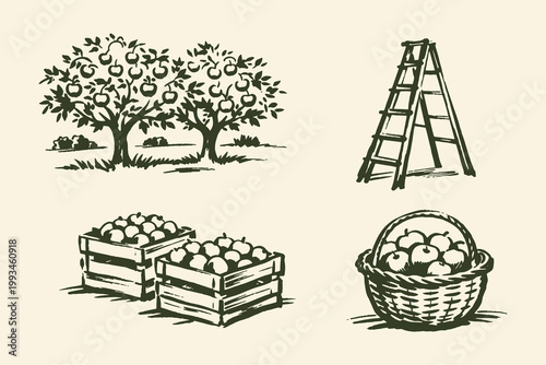 Apple orchard harvest set ink sketch vector illustration