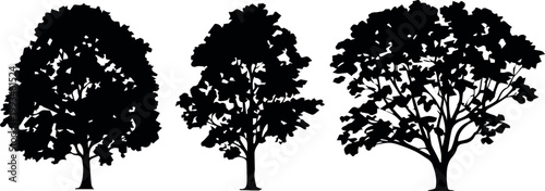 Three tree silhouettes showing canopy stages