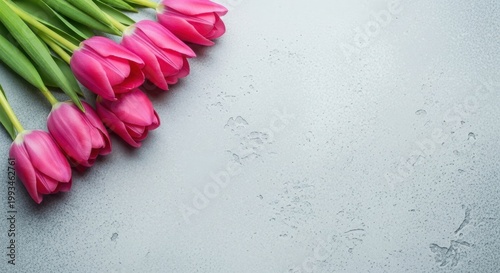 Vibrant pink tulips on grey stone background, fresh spring flowers with copy space, elegant floral arrangement for Mother's Day or Easter greeting cards