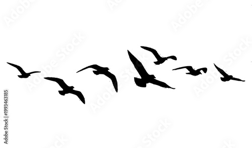 Elegant flying bird silhouettes gliding in soft motion minimal vector design element isolated on white