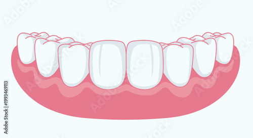 Detailed illustration of healthy human teeth and pink gums in an arch shape on an isolated white background.