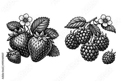 Vintage Engraved Illustration of Fresh Strawberries and Raspberries with Leaves and Flowers, Hand-Drawn Woodcut Style Botanical Sketch for Retro Design Projects and Organic Food Packaging