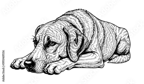 Old style dog sketch vintage ink vector drawing
