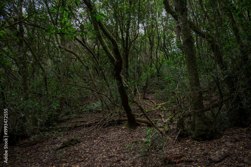 Obraz na płótnie Dense laurel forest in Anaga Rural Park, Tenerife, Spain, with twisted moss-cove