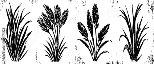 vintage botanical illustrations of various grain plants with detailed leaves and seed heads