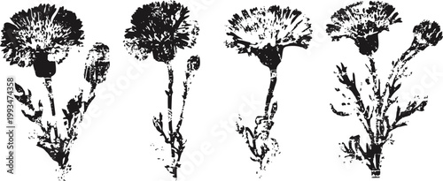 black and white vector set of four different carnation flowers with stems and leaves elegant botanical illustrations