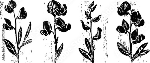 hand drawn sweet pea flowers with stems and leaves vintage botanical floral ink illustrations
