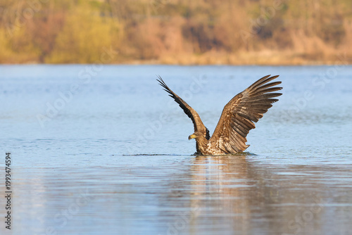 The eagle landed on the surface of the pond.