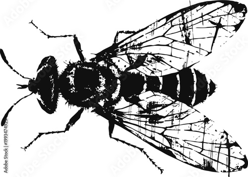 Detailed black and white illustration of a wasp with visible wings and body segments