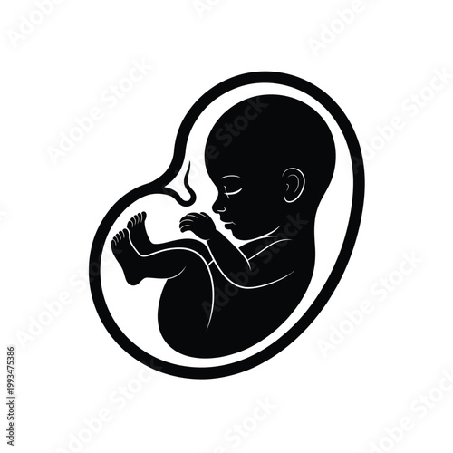 Fetal position illustration a developing baby inside the womb