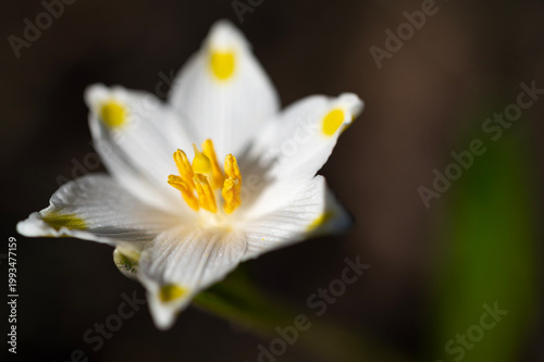 Leucojum vernum flower close-up. flowers