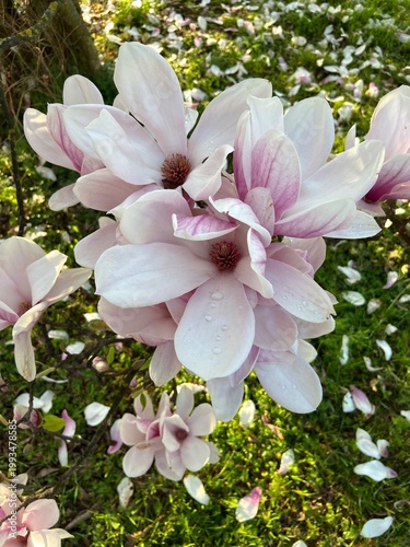 apple tree blossom