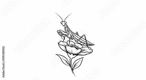 Delicate black line drawing of a praying mantis perched on a blooming flower
