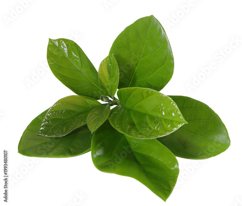 Green young avocado leaves on white background
