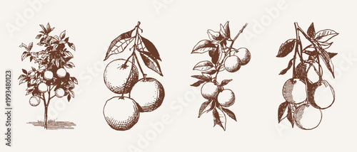 Hand drawn style orange tree and citrus branches. Pencil texture lemon sprigs with leaves. Illustrations for botanical textbooks and essential oil wallpaper.