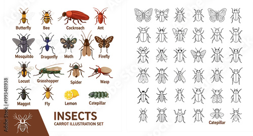 Colorful and Outline Insect Species Chart Butterfly Bee Cockroach Dragonfly Moth Wasp Spider Vector Illustration Set for Nature Design