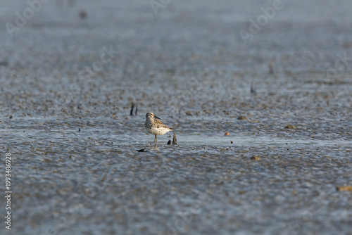Great Knot (Calidris tenuirostris) at Patibunia Beach, South 24 Parganas, est Bengal, India.