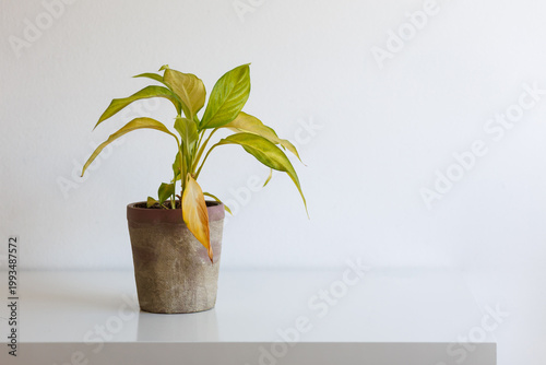 Fotografía Houseplant in ceramic pot with yellow leaves poor care low light or watering pro
