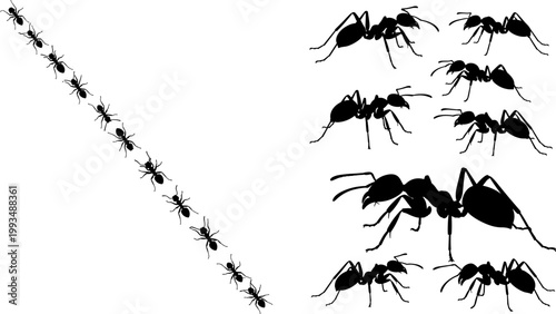 Black Silhouette Ant Colony Marching in Line and Group Pose Collection Vector Illustration Set for Nature Pest Design