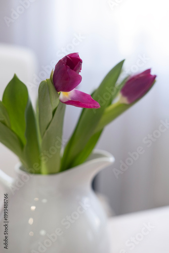 Pink Tulips in a White Jug, Close-Up, Space for Adding Text, Stylish Design for Presentation or Announcement