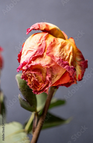 A close-up of one dried rose