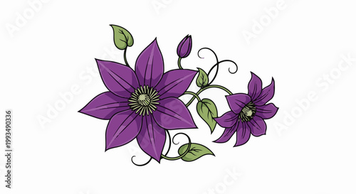 Two large purple clematis flowers with buds and green leaves on a white background