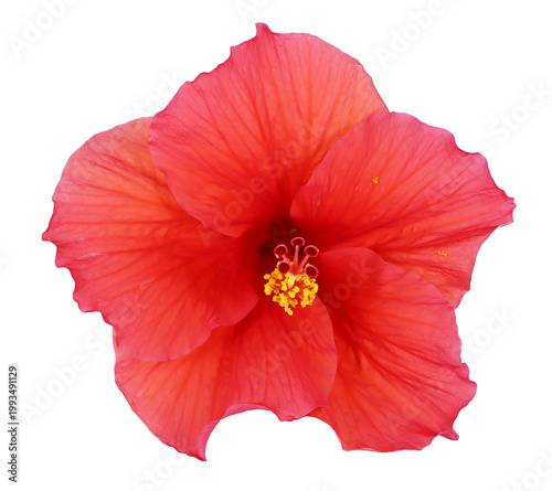 Red Hibiscus rosa-sinensis , Hawaiian hibiscus Flower on white background