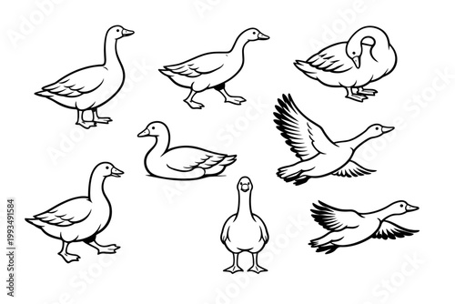 Collection of Hand Drawn Goose Vector Illustrations in Various Poses Including Standing Walking Flying and Preening. Minimalist Black and White Line Art Sketches of Farm Birds and Waterfowl.